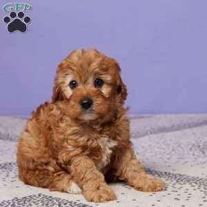 Captain, Cavapoo Puppy
